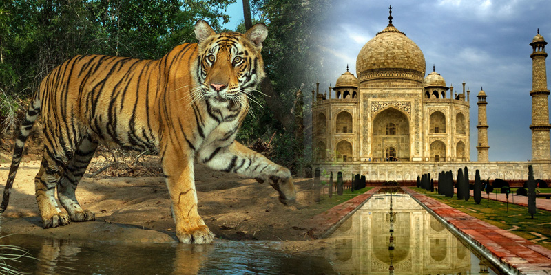 Royal Taj with Tiger Tour